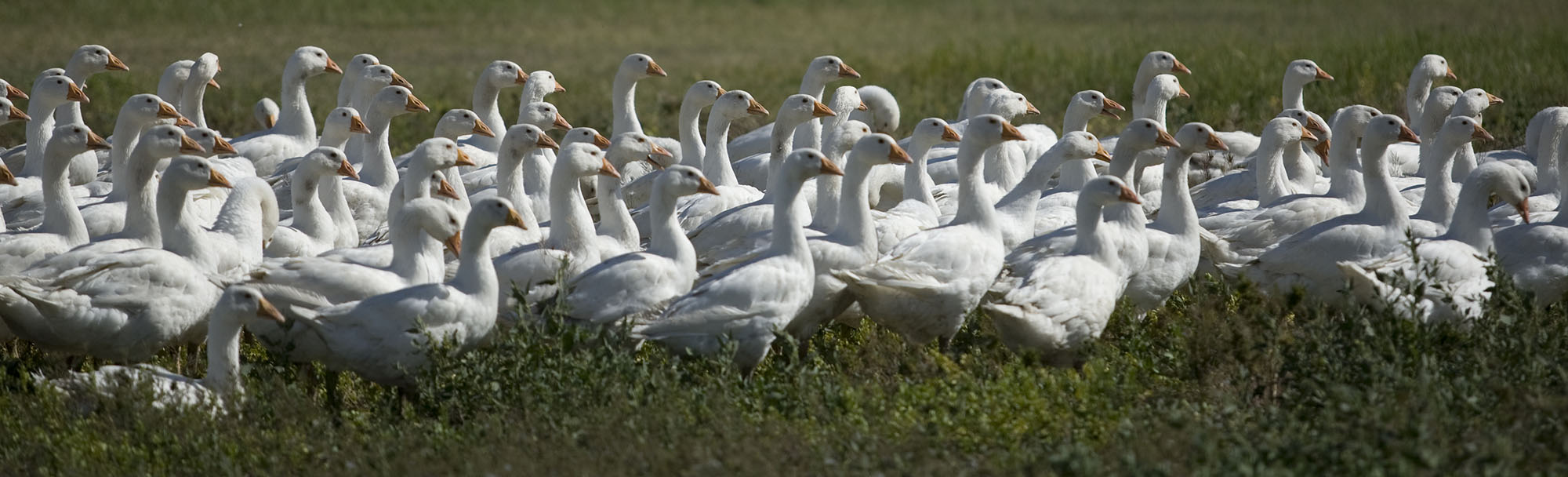 Goose Banner